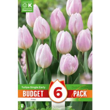 Syyskukkasipuli Kapiteyn Tulppaani Single Early Pink 6 kpl