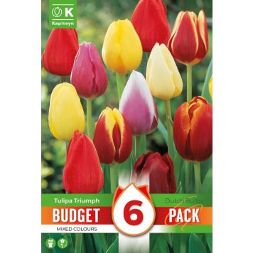 Syyskukkasipuli Kapiteyn Tulppaani Triumph Mix 6 kpl