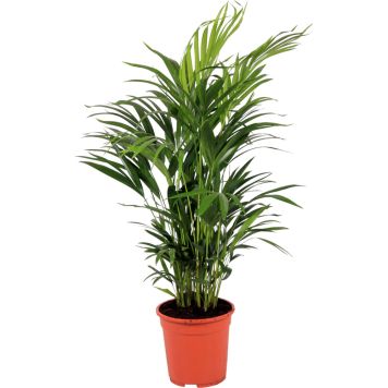 Kultapalmu Dypsis Lutescens P24