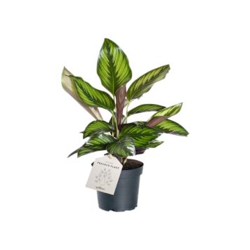 Maija Calathea Beauty Star P11