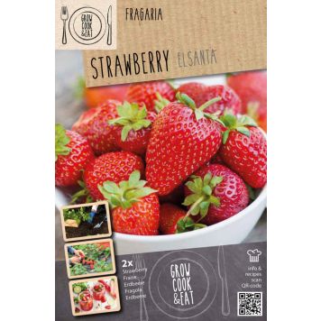 Mansikka Kapiteyn Elsanta 2 kpl