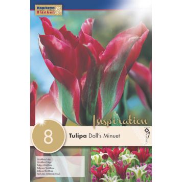 Syyskukkasipuli Tulppaani Viridiflora Doll's Minuet 8 kpl