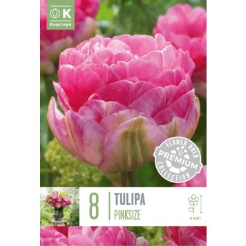 Syyskukkasipuli Tulppaani Double Late Aveyron 10 kpl