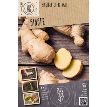 Inkivääri Kapiteyn Zingiber Officinale 1 kpl