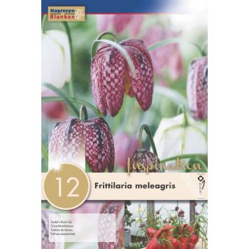 Syyskukkasipuli Kirjopikarililja Frittilaria Meleagris 12 kpl