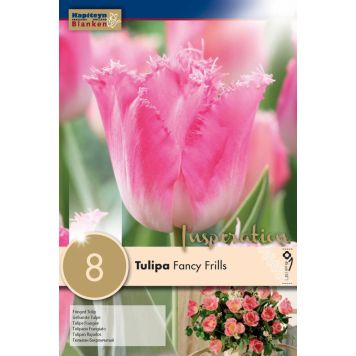 Syyskukkasipuli Tulppaani Fancy Frills 8 kpl