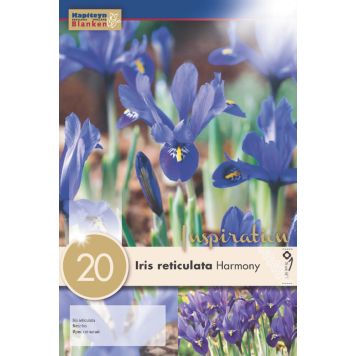 Syyskukkasipuli Kevätkurjenmiekka Iris Reticulata 20 kpl