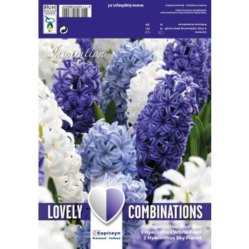 Kevätkukkasipuli Hyasintti Ocean Blend 8 kpl