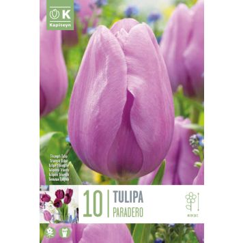 Syyskukkasipuli Tulppaani Paradero 10 kpl