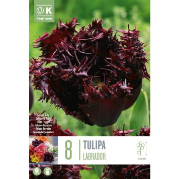 Syyskukkasipuli Tulppaani Labrador 8 kpl
