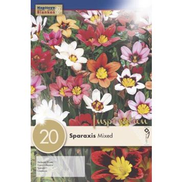 Syyskukkasipuli Kapiteyn Harlekiinikukka Sparaxis Mix 20 kpl