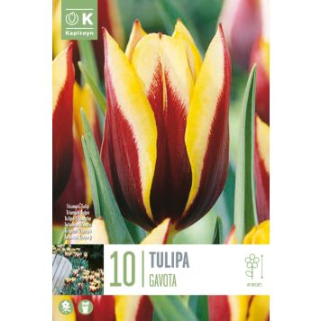 Syyskukkasipuli Tulppaani Gavota 10 kpl