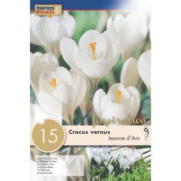 Syyskukkasipuli Kapiteyn Krookus Vernus Jeanne d' Arc 15 kpl