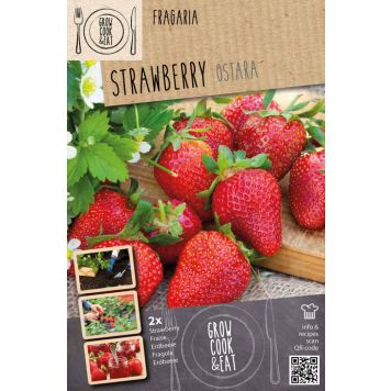 Mansikka Kapiteyn Ostara 2 kpl