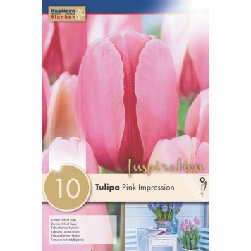 Syyskukkasipuli Tulppaani Pink Impression 10 kpl