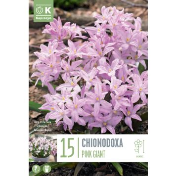 Syyskukkasipuli Kirjokevättähti Pink Giant 15 kpl