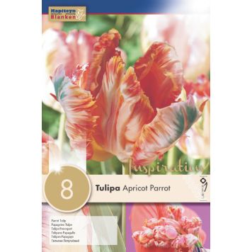 Syyskukkasipuli Tulppaani Apricot Parrot 8 kpl