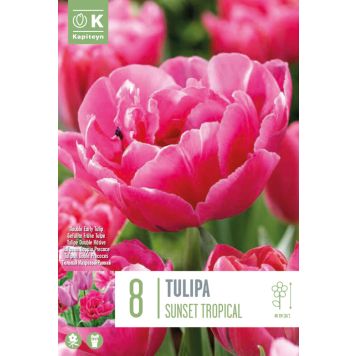 Syyskukkasipuli Tulppaani Sunset Tropical 8 kpl