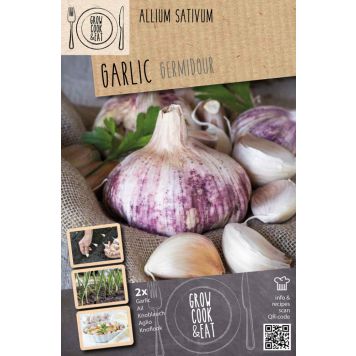 Valkosipuli Kapiteyn Germidour Pink 2 kpl