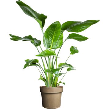 Kolibrikukka Strelitzia Nicolai P24