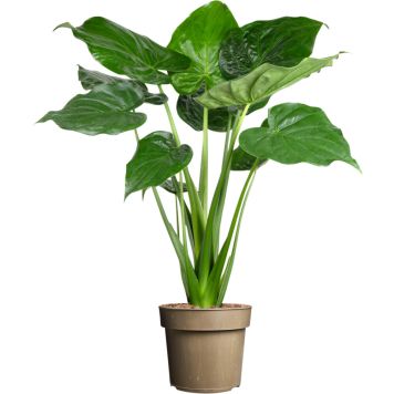 Alokaasia Cucullata P12