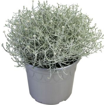 Hopealanka Calocephalus Brownii P19