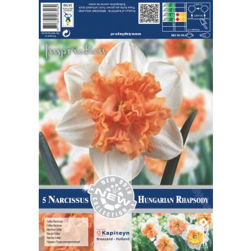 Kevätkukkasipuli Narsissi Collar Hungarian Rhapsody 5 kpl