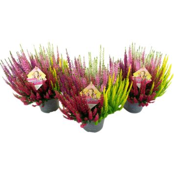 Kanerva Calluna Vulgaris High Five P17