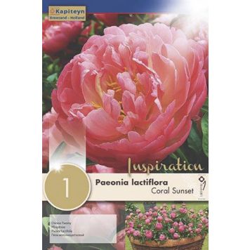 Syyskukkasipuli Kapiteyn Paeonia Lactiflora Coral Sunset 1 kpl