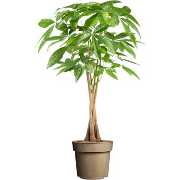 Sutipuu Pachira Aquatica letitetty P24