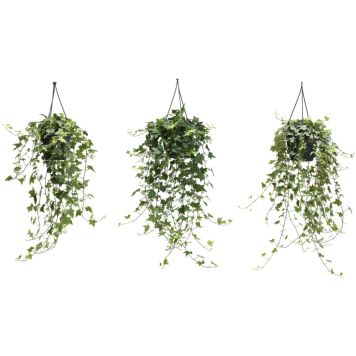 Muratti Hedera Mix P13