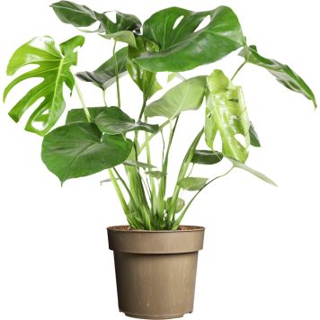 Peikonlehti Monstera Deliciosa P24