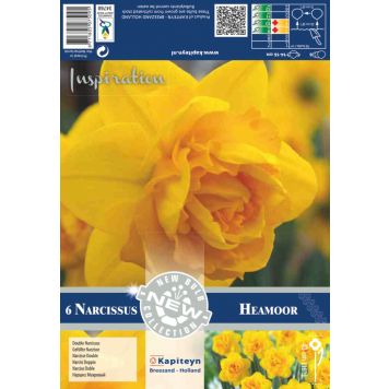 Kevätkukkasipuli Narsissi Double Heamoor 6 kpl