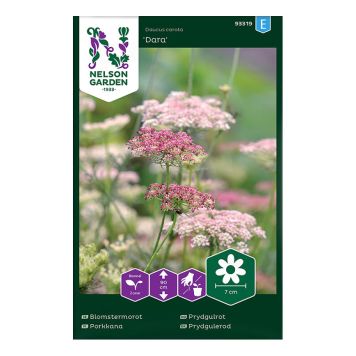 Rikkaporkkana Nelson Garden Daucus Carota Dara