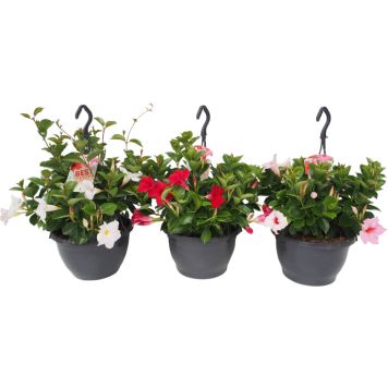 Maljaköynnös amppeli Mandevilla Mix P23