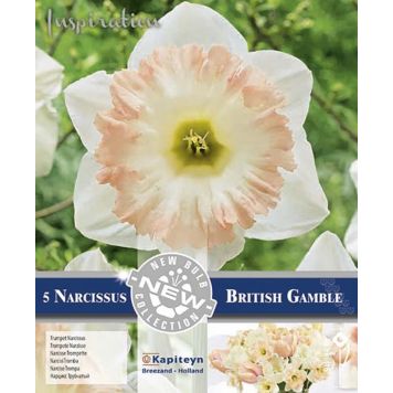Kevätkukkasipuli Narsissi British Gamble 5 kpl
