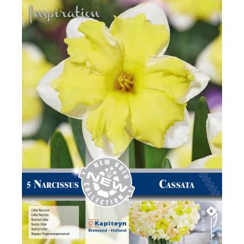 Syyskukkasipuli narsissi Collar Cassata 5 kpl