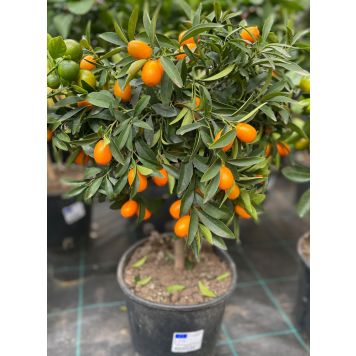 Sitrusmix rungollinen P20