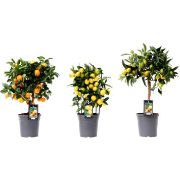 Sitrusmix rungollinen P20