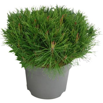 Vuorimänty Pinus Mugo Mughus P17