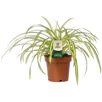 Rönsylilja Chlorophytum Variegata P12