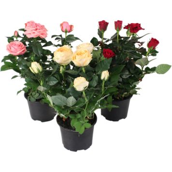 Ruukkuruusu Rosa Danica Grande Mix P10,5