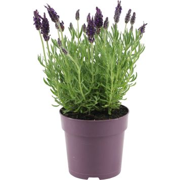 Tupsulaventeli Lavandula Stoechas Anouk P12