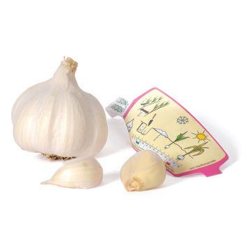 Talvivalkosipuli Nelson Garden Aulxito