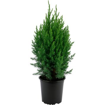 Kiinankataja Juniperus Chinensis Stricta P17