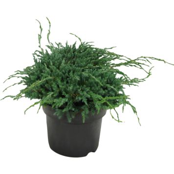 Sinikataja Juniperus Squamata Bluecarpet P17