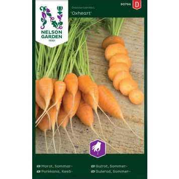 Kesäporkkana Daucus carota Oxheart