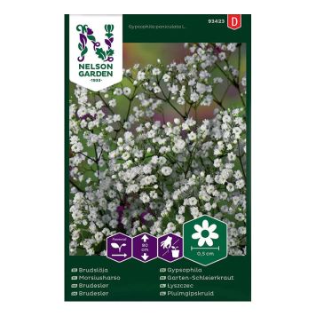 Morsiusharso Gypsophila paniculata