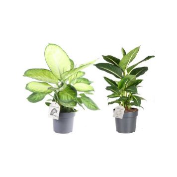 Kirjovehka Dieffenbachia Maculata Marianne Mix P17