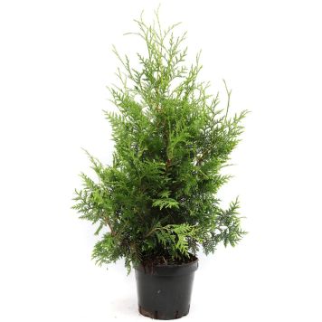 Kartiotuija Thuja Occidentalis Brabant P23 100-120 cm